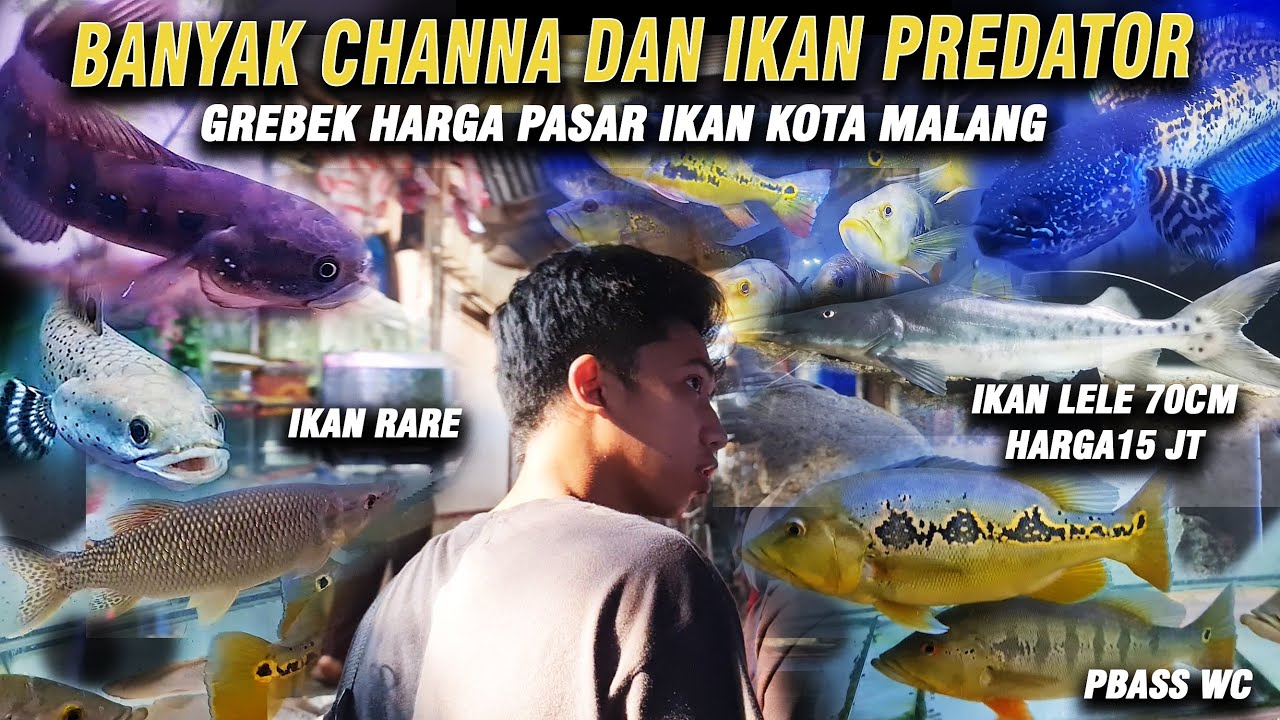 SADIS IKAN LELE 15JT !! GREBEK PASAR IKAN MALANG! BANYAK CHANNA NYA!!!!