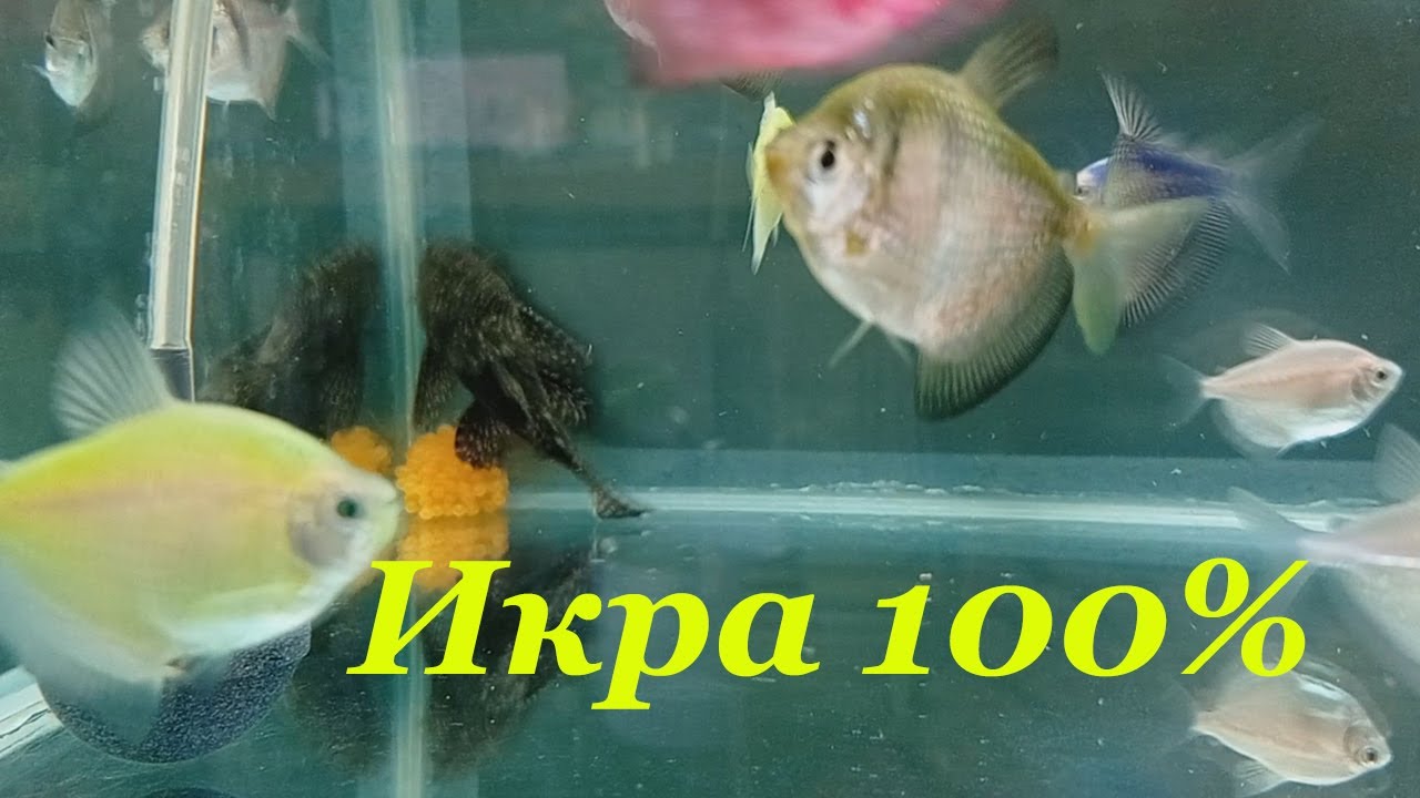 Меченосцы родились Моллинезии молчат Неоны растут Моя разводня