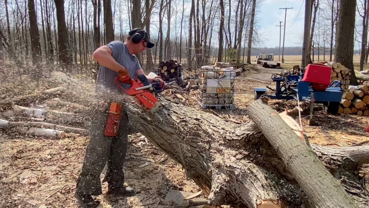 Running Chainsaw Cutting Up Big Sugar Maple, Saw Mill Boards & Firewood, Dropped in the Woodyard #38