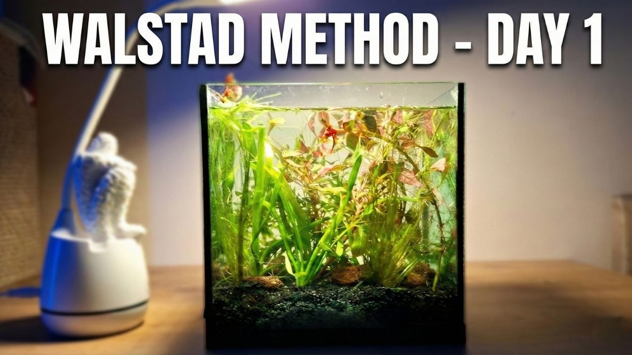 7L İle Walstad Metodu Serüveni | 1. Gün (Filtresiz / CO2'siz)