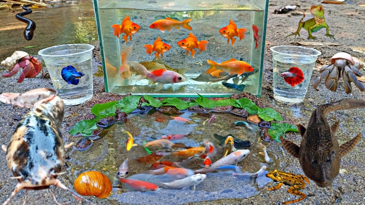 Wow! Tangkap Ikan Hias Warna warni di Sungai, Ada Ikan Cupang, Ikan Koi, Ikan Sapu-sapu, Keong