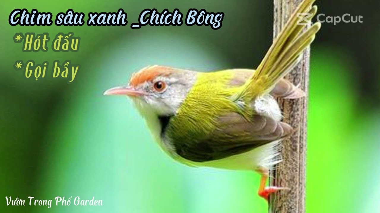 Tiếng chim sâu xanh hót vang ko tạp âm