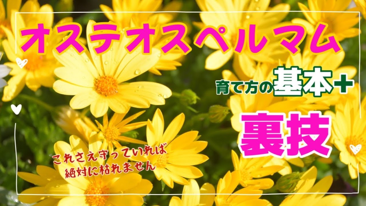 「オステオスペルマム」育て方 基本と裏技 これさえ守れば枯れません➕大きくする秘訣