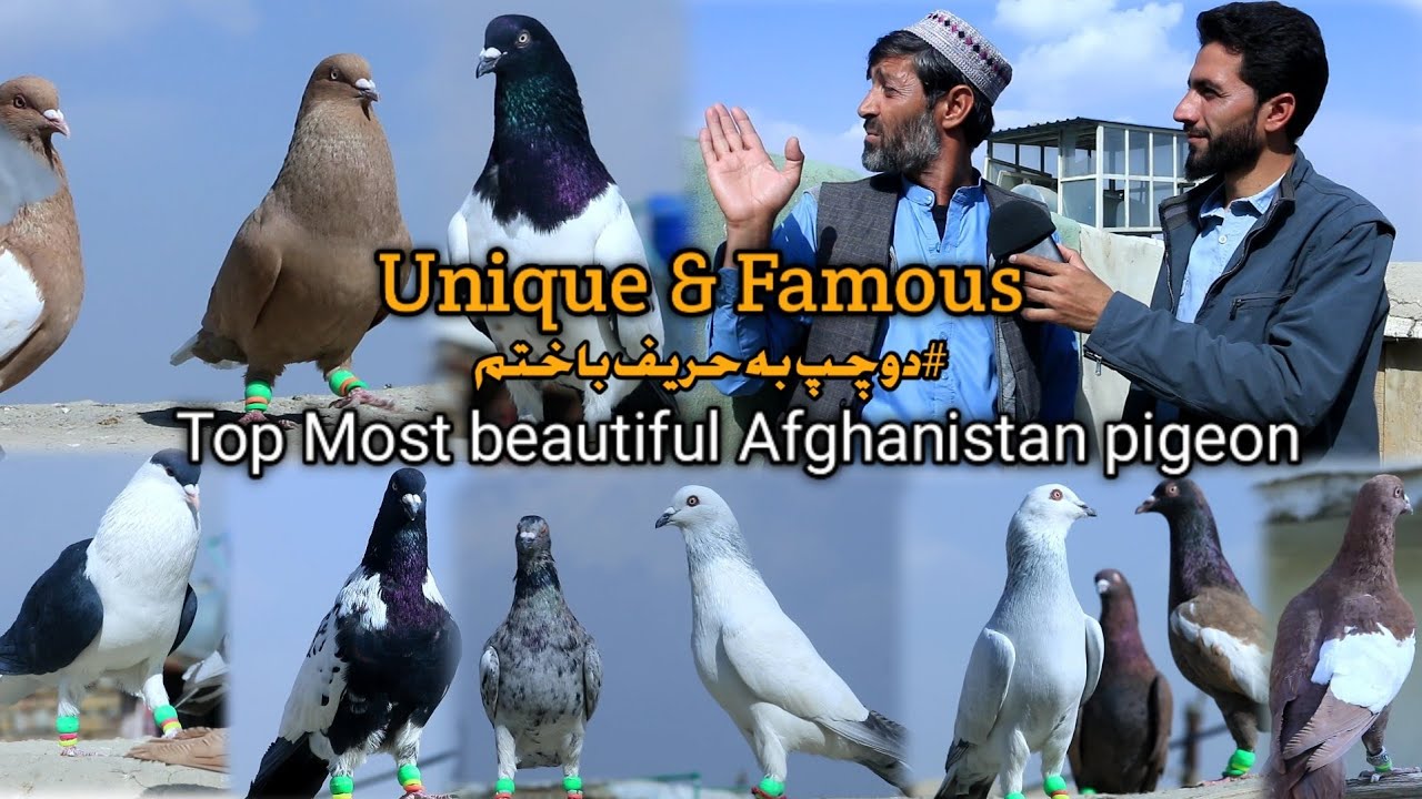 Unique & Famous Afghanistan pigeons | دوچپ را که ۷۰۰۰۰ میخریدند در کفتر بازی به حریف نزدیک باختم