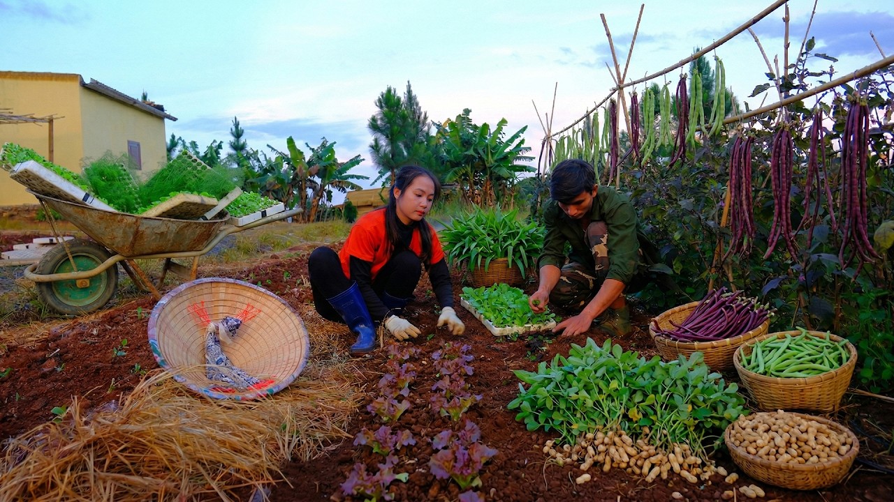 Plant More Vegetables For The Farm With My Brother – Harvest Water Spinach, Green Beans To Sell