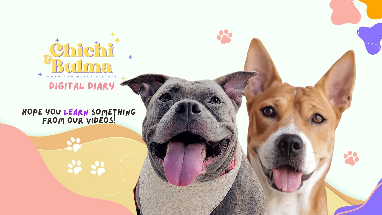 Dog Vlog Digital Diary Philippines