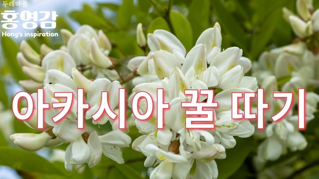 This is how to harvest acacia honey (revised version) - Pastor Jin-Hong Kim [Hong Yeong-Gam]