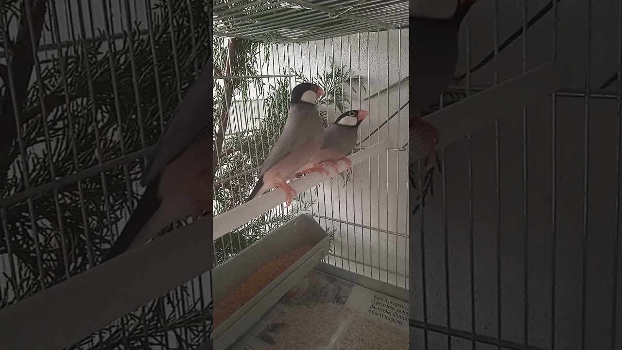 Padda di Giava/ Lonchura oryzivora/ Sparrow Java /Java Finch / Allevare Padda