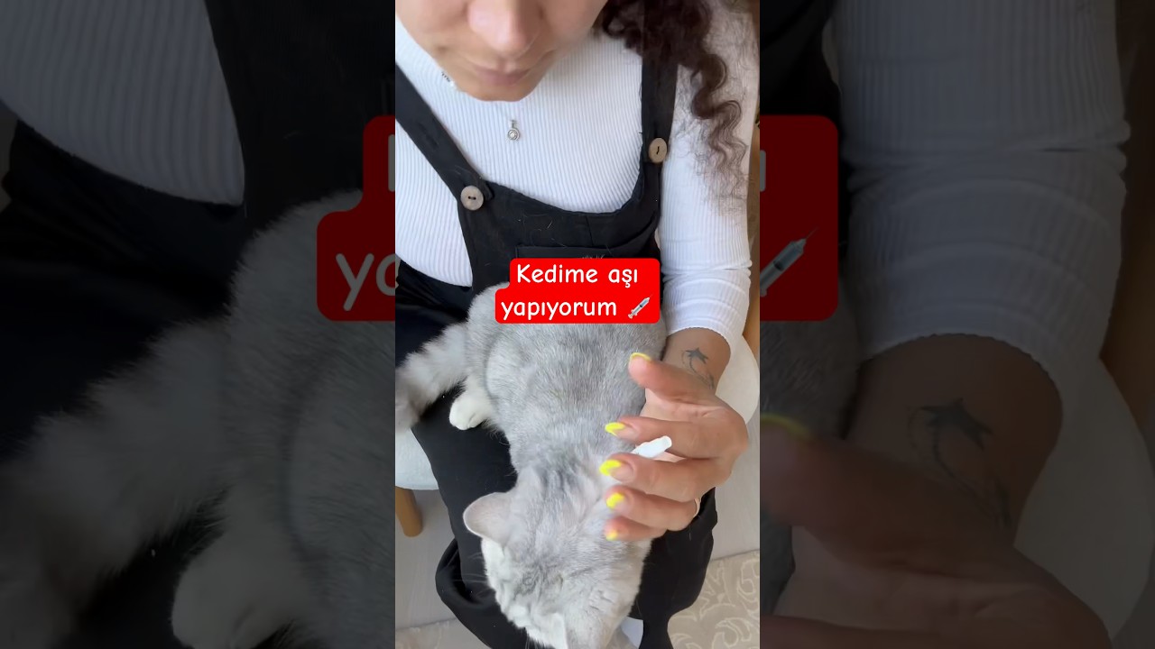 Kedime nasıl dış parazit aşısı yapıyorum