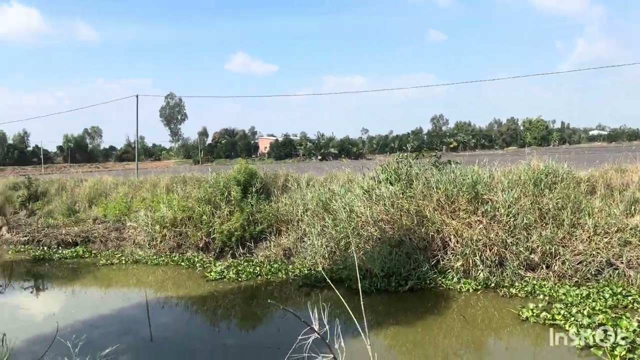 Bán 8000m2 đất lúa giá 135 triệu 1 công thích yeshợp lên vườn trồng cây ăn trái mộc hóa Long An 