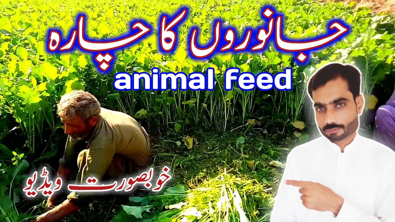 janwaron ka chara | animal feed | Ahmad village tv
