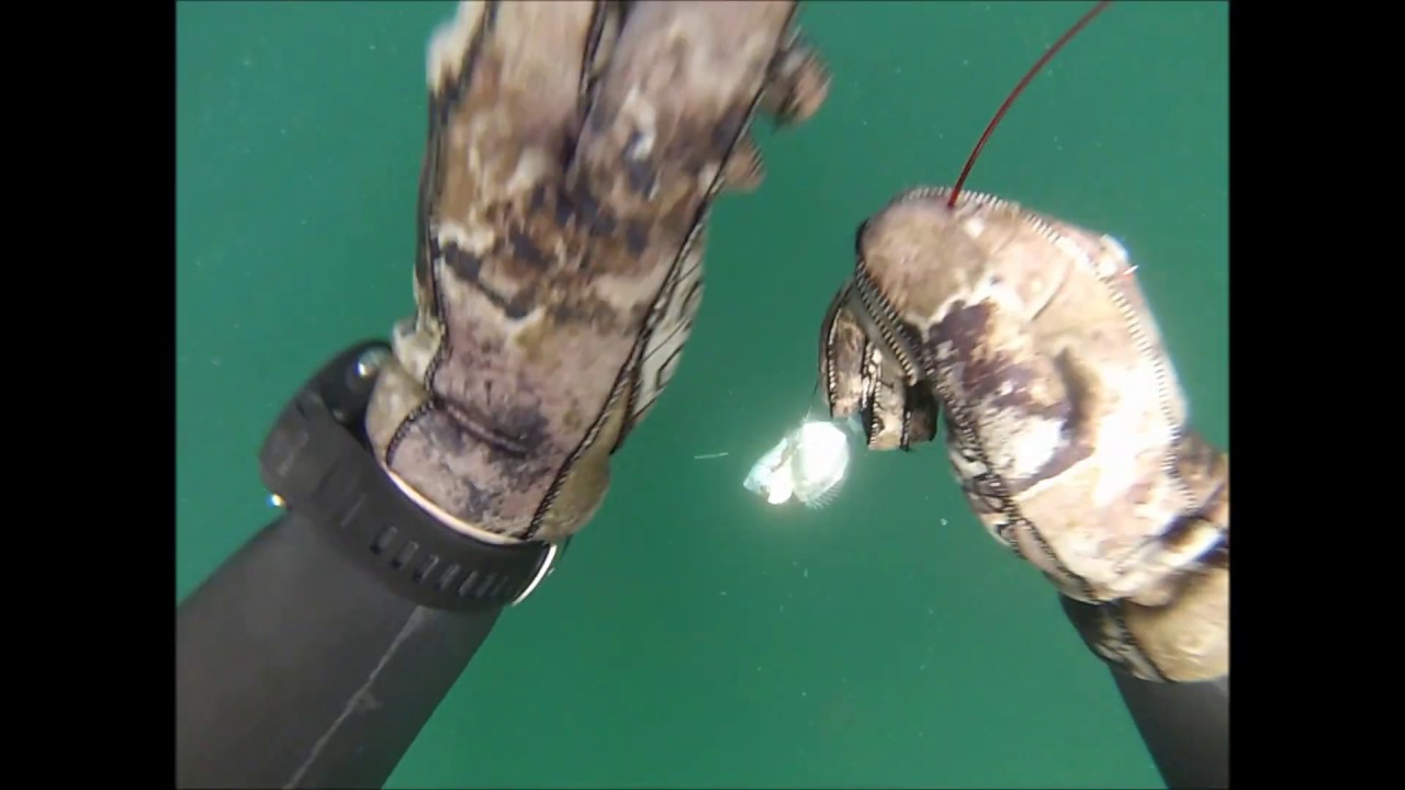 chasse sous marine Bretagne