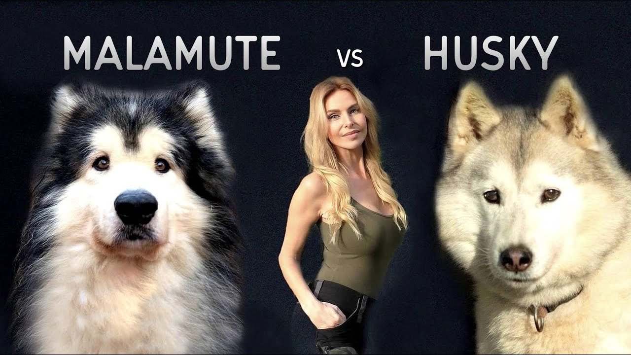 GIANT ALASKAN MALAMUTE Versus THE SIBERIAN HUSKY DOG
