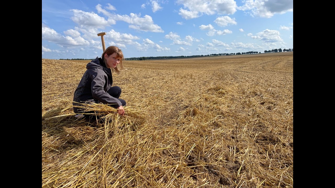 Feldexkursion 194: Erste Schritte nach der Ernte - NU Agrar, 21.07.2021