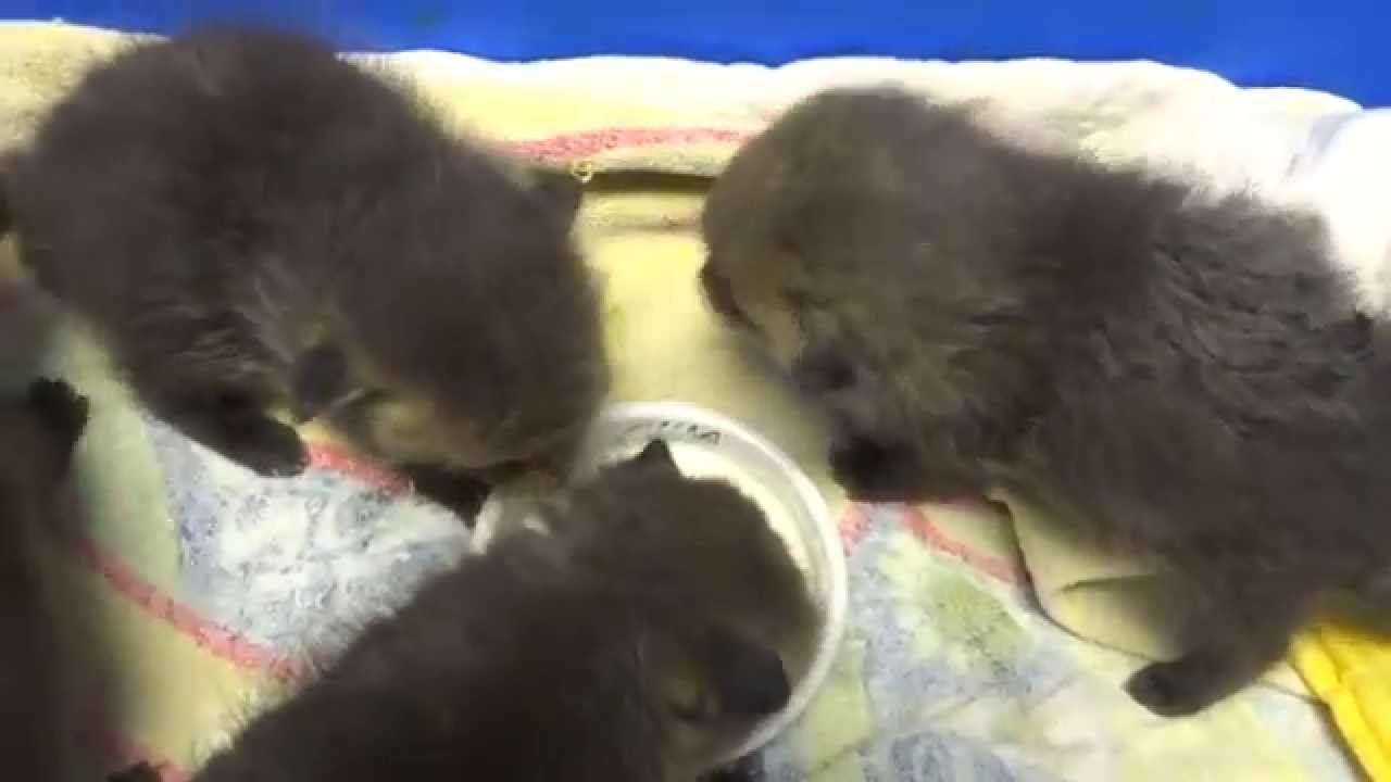 weaningfoxkits