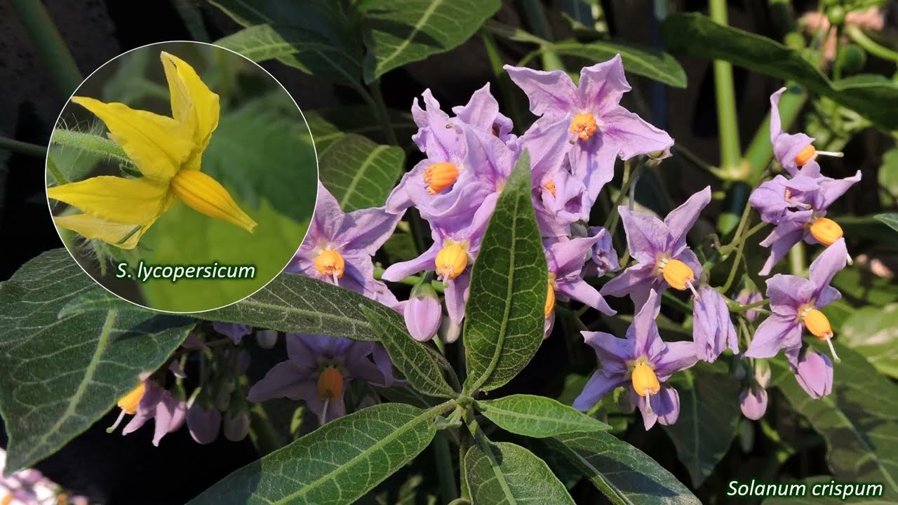 Solanaceae - UK wildflowers - Five-minute families
