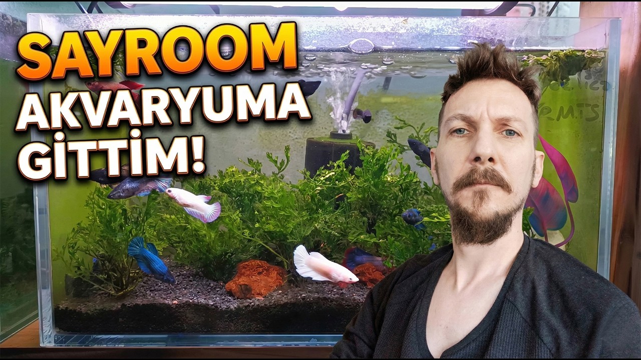 Sayroom Akvaryuma Gittim - Bakırköy - Dişi Betalar ve Tropik Türler