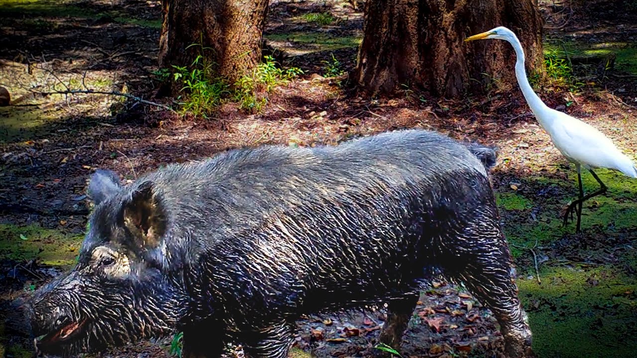 When the Swamp Dries Up — Alabama Trail Cam Videos