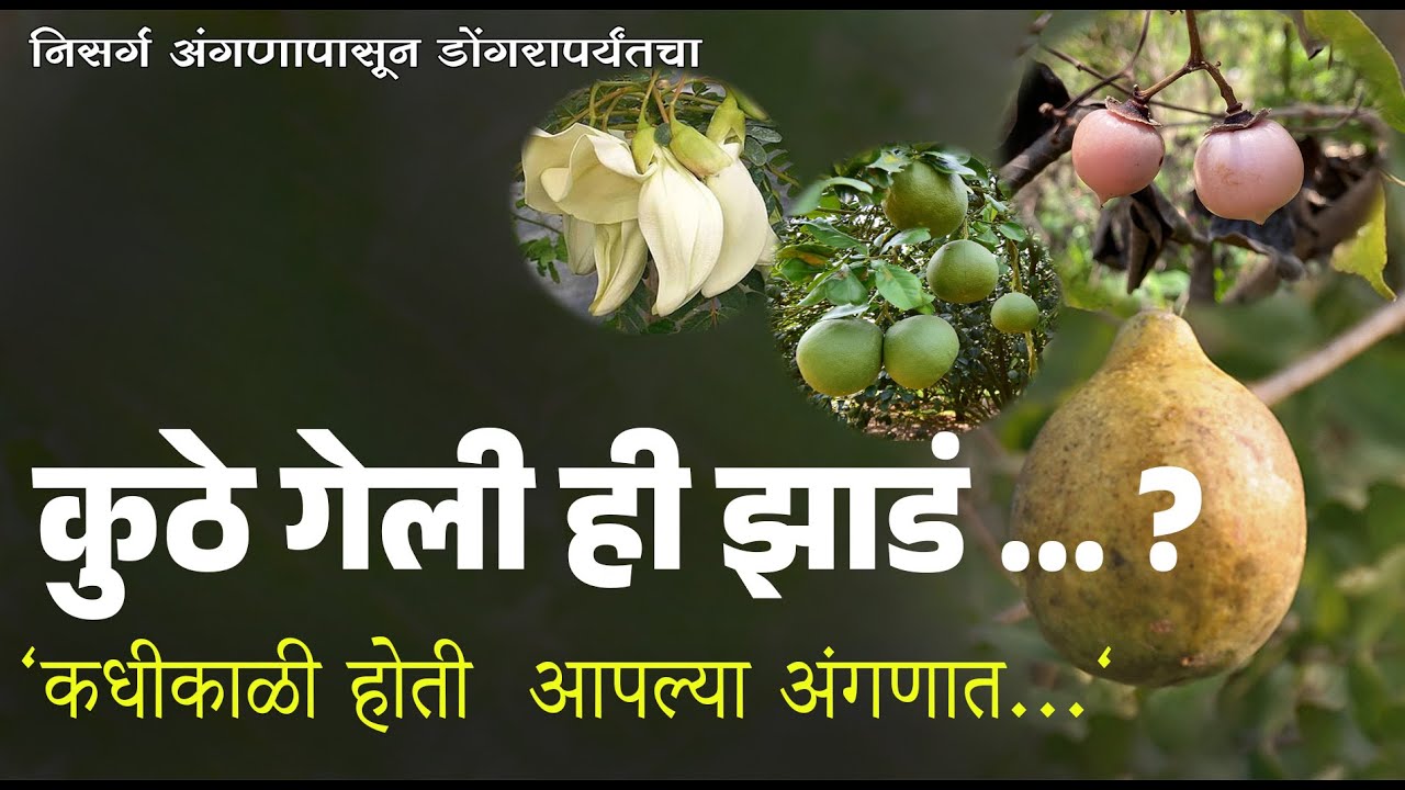 हादगा,पपनस,भोकर बेल आपल्या आसपास होती ही झाडं… आता मात्र शोधावी लागतात! | Once Common, Now Rare –