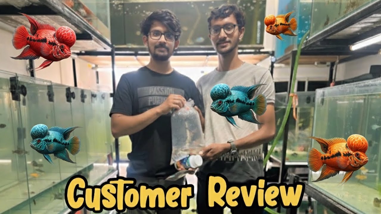 Customer Review about CrownCraft Flowerhorn Junction 