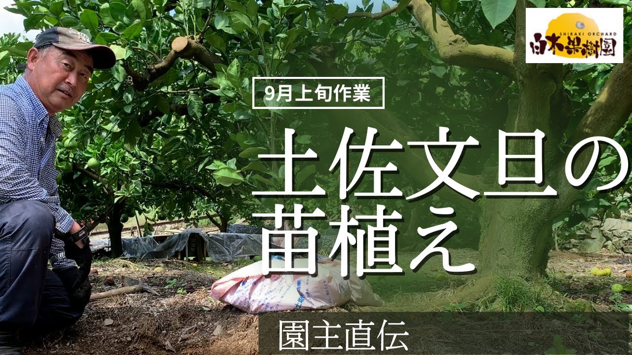【文旦屋・白木果樹園】9月作業・土佐文旦の苗植え作業を園主がご説明します。白木果樹園では、年に2回、土佐文旦の苗植え作業を行っています。