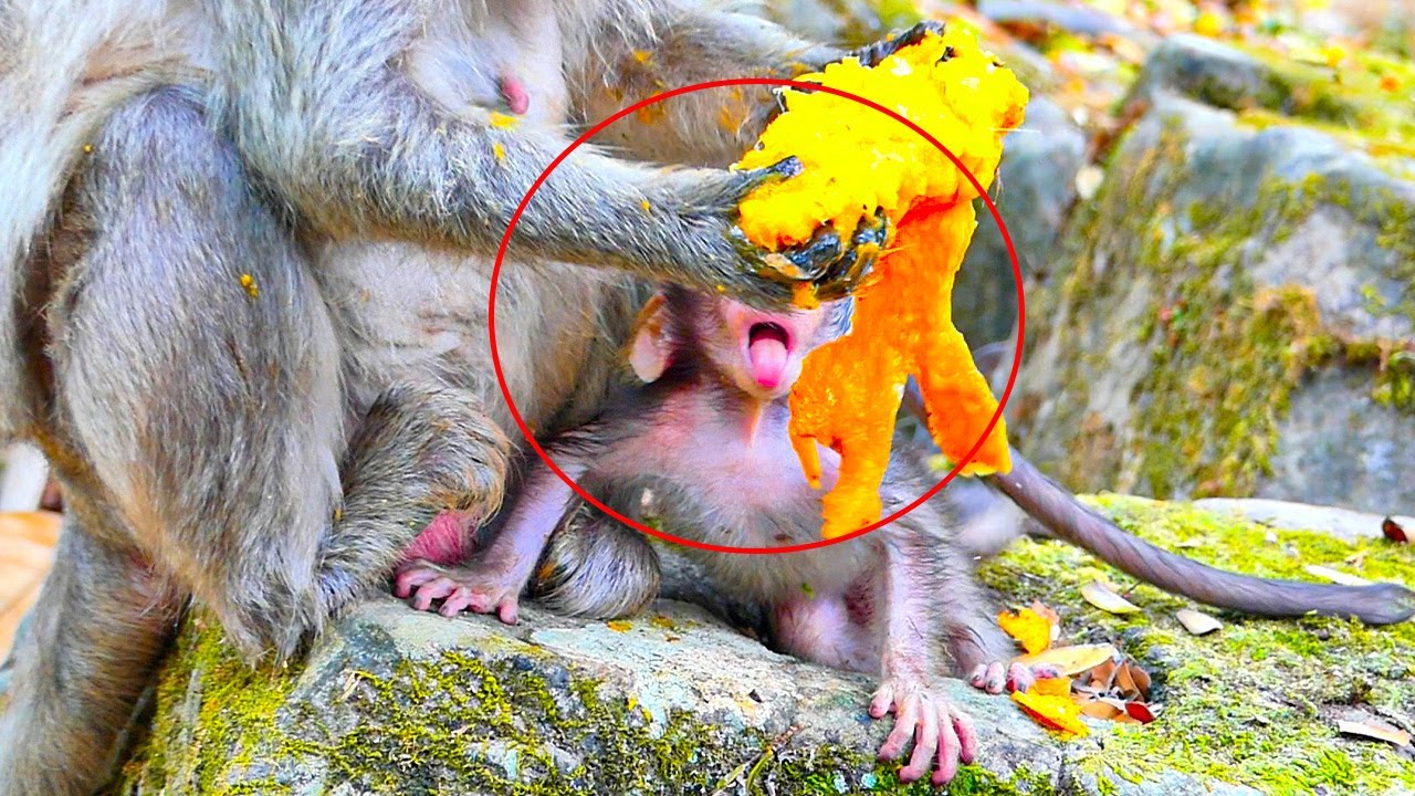 Give sweet mango to Jade and Julina... Look their baby is very active and trying to eat with mom.