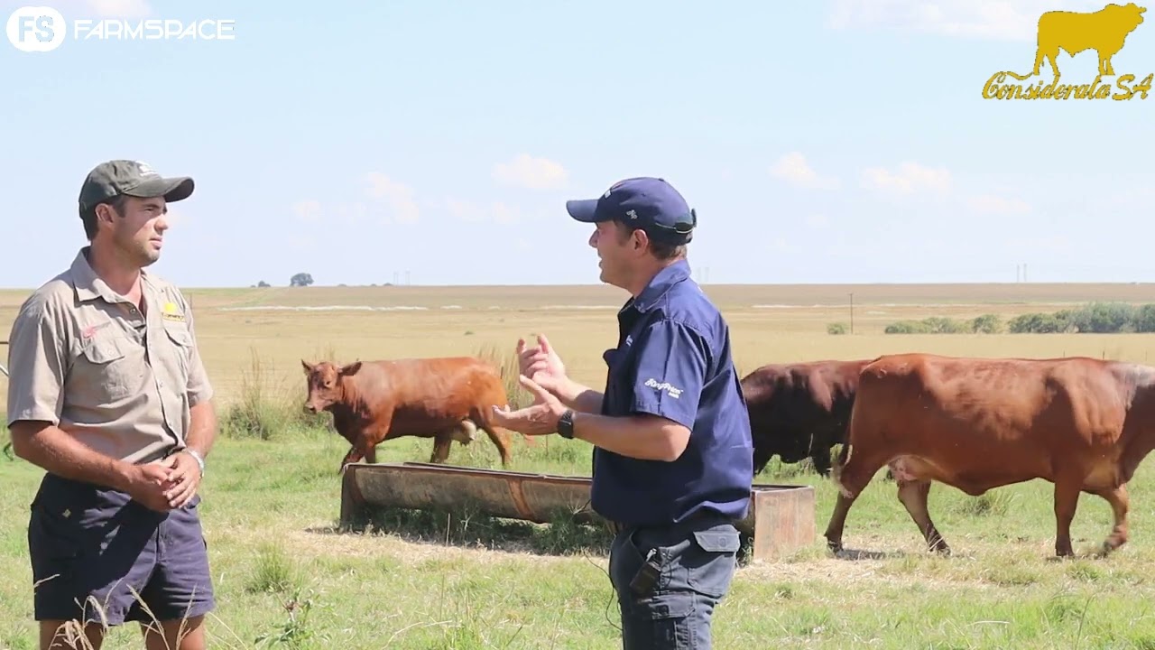 Johan Dannhauser, Considerata SA, talks about the Droughtmasters and his upcoming auction, 7 April.