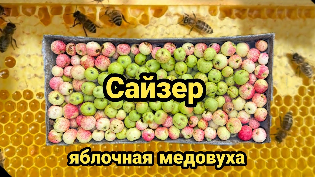 Рецепт приготовления сайзера или яблочной медовухи. #сидр #медовуха #яблочныйсидр #сайзер #cyser