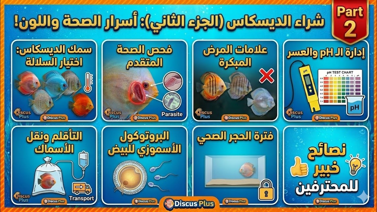 كيف تشتري أسماك الديسكس بدون خسائر | أهم أسرار لازم تعرفها قبل الشراء -  الجزء الثاني