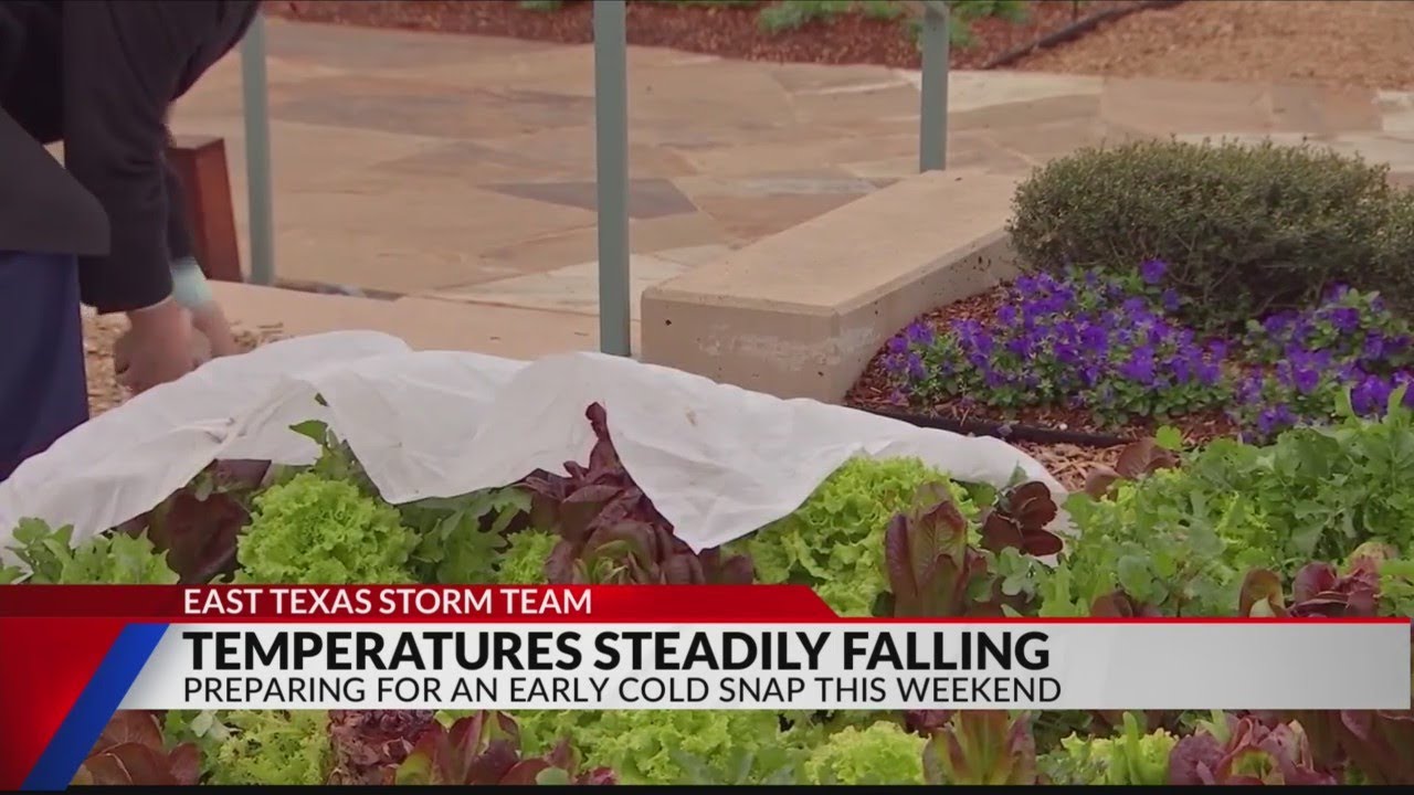 Tips for protecting your plants as the temperature drops