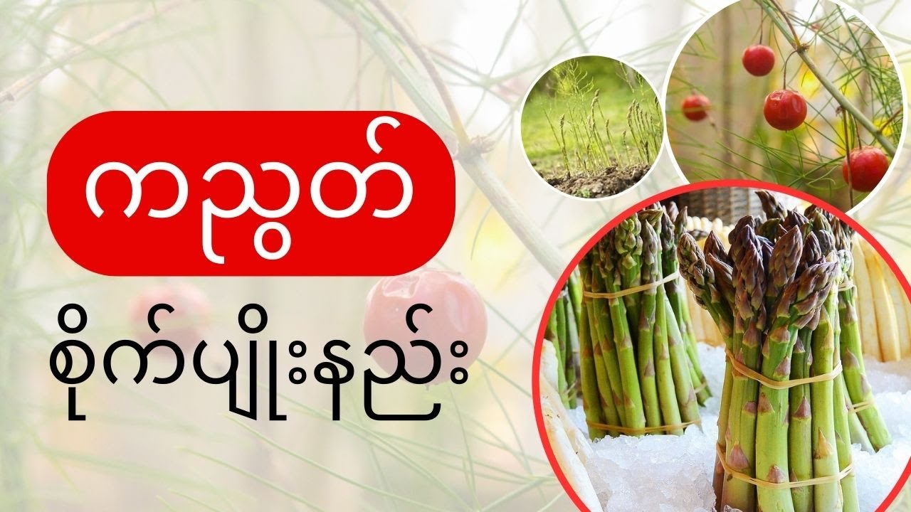 စီးပွားဖြစ်ကညွတ်စိုက်ပျိုးနည်း