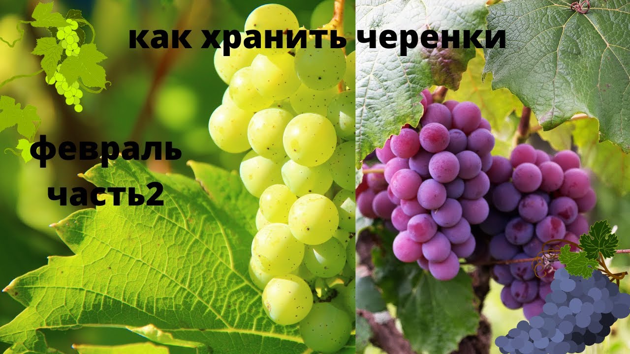 как сохранить черенки (февраль)часть2