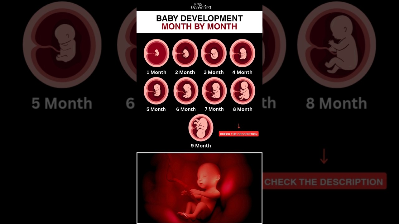 Fetal Development Stages: Know Baby's Growth Month by Month