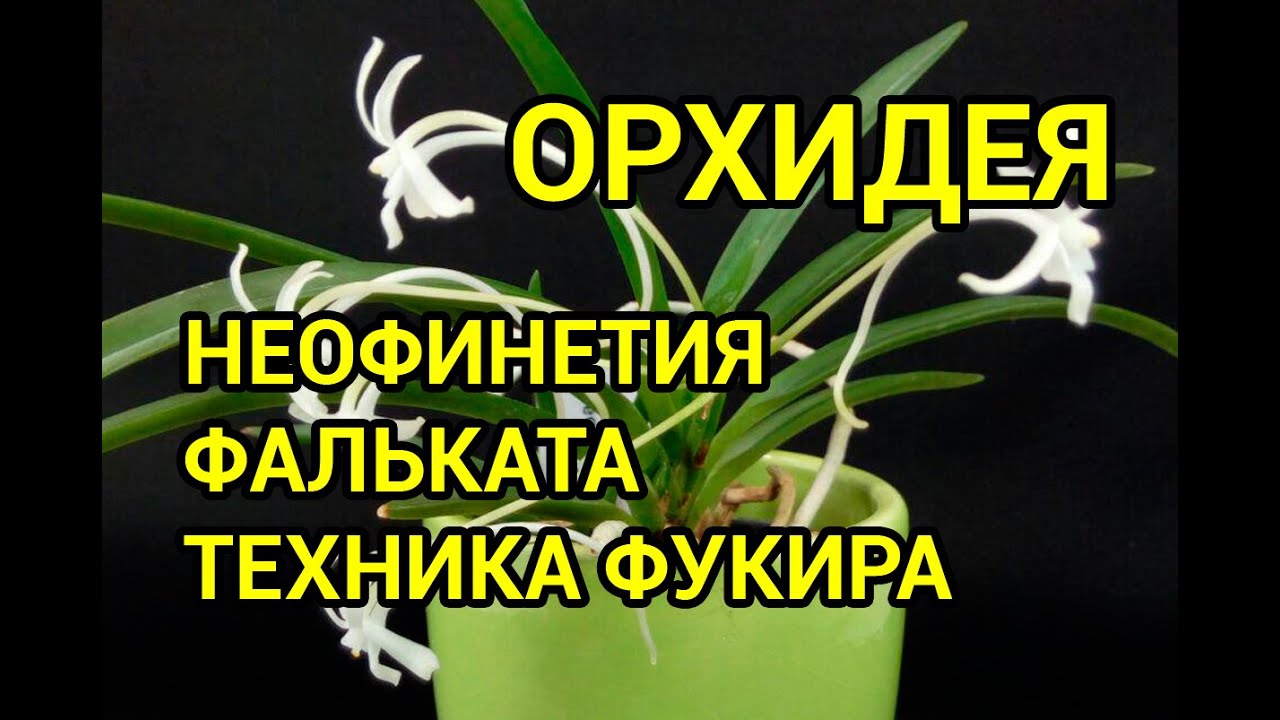 Неофинетия Фальката (Neofinetia falcata). Посадка японской техникой Фукиран.