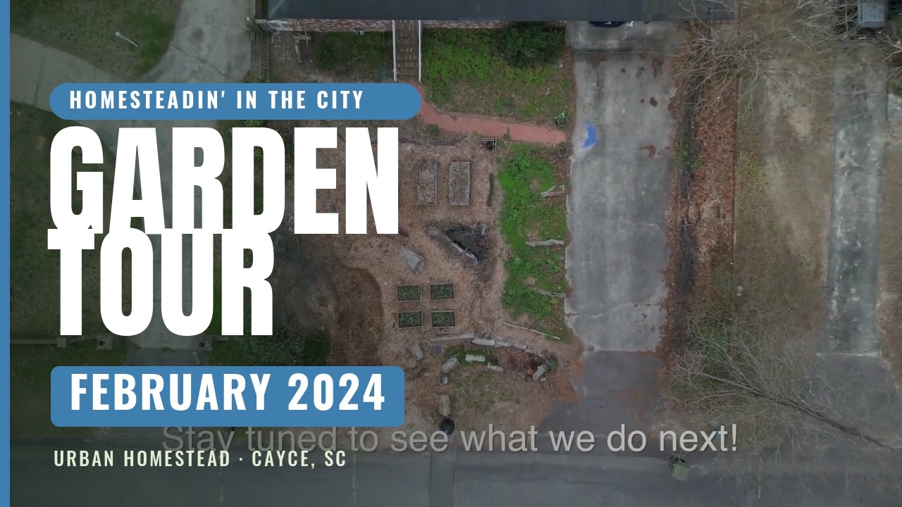 A Quiet Winter Walk ❄️ February 2024 Garden Tour | Homesteadin' In The City