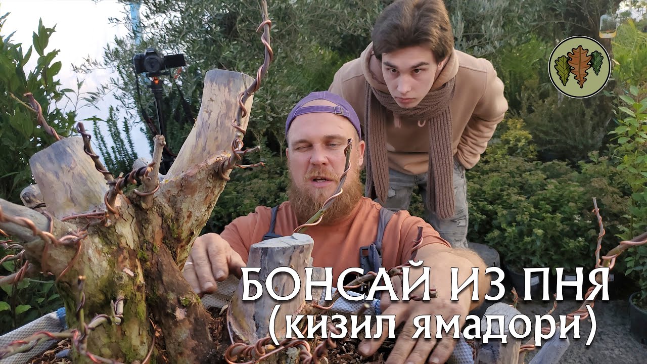 Можно ли сделать бонсай из пня?  / кизил ямадори  @Studio.Bonsai