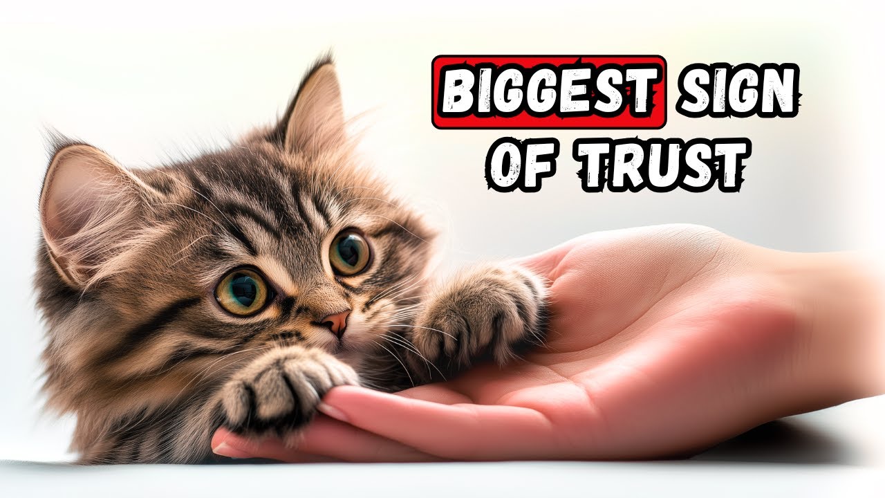7 Mind Blowing Ways Cats Show Their Trust!
