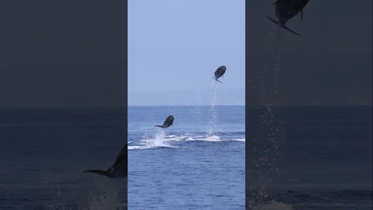 Watch these dolphins soar! #shorts #dolphin