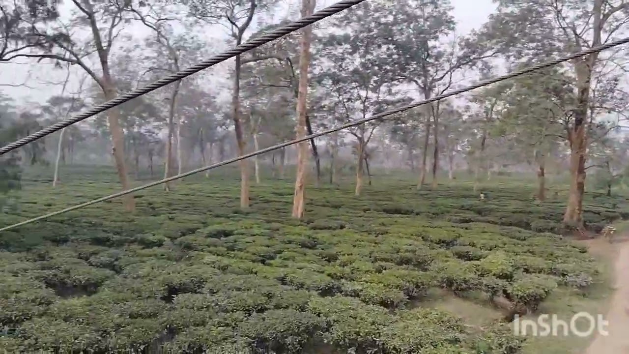 Gopal Krishna Tea Estate at Assam 