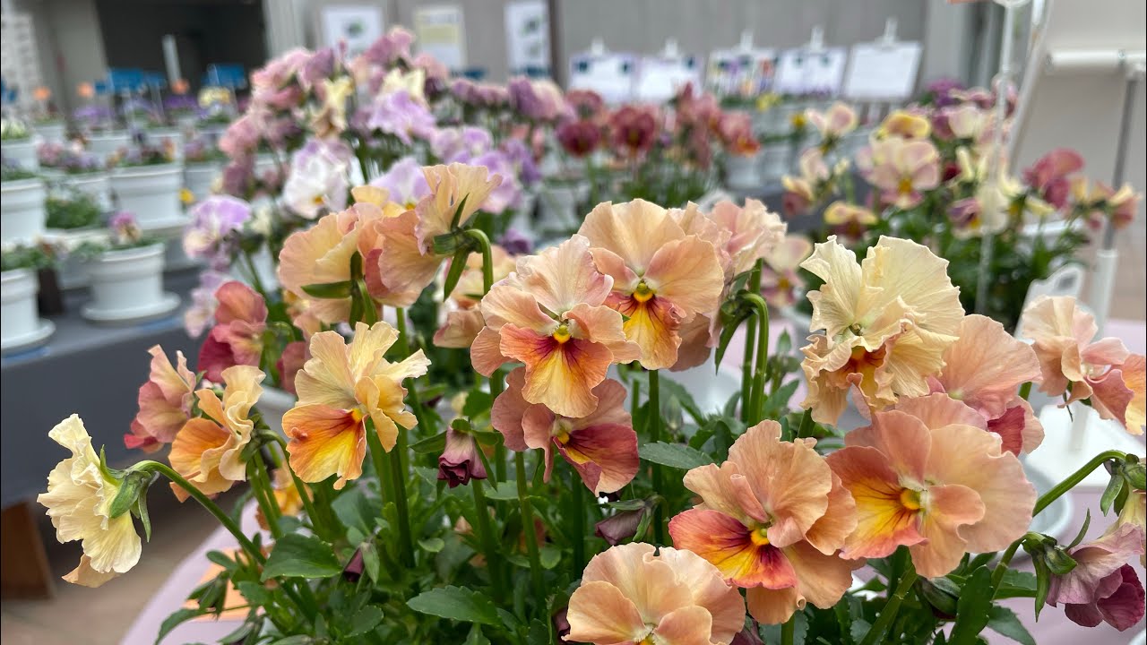 ぎふワールドローズガーデン　パンジービオラの世界展2026 【可児あるきしよ！】