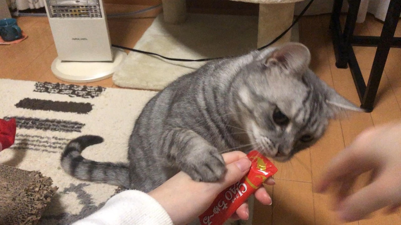 お手するから早くちゅーるほしいにゃ、な猫 #ひめちゃん
