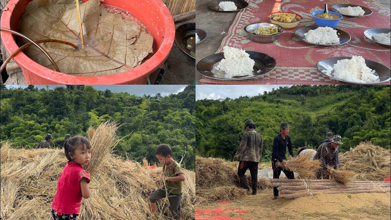 စပါးရိတ်အပြီးမှာတော့ စပါးပုတ်မယ့်နေ့ရက်တွင်မှာကြတော့ ထမင်းထုတ်လာဖို့မလိုတော့ပါ🌾