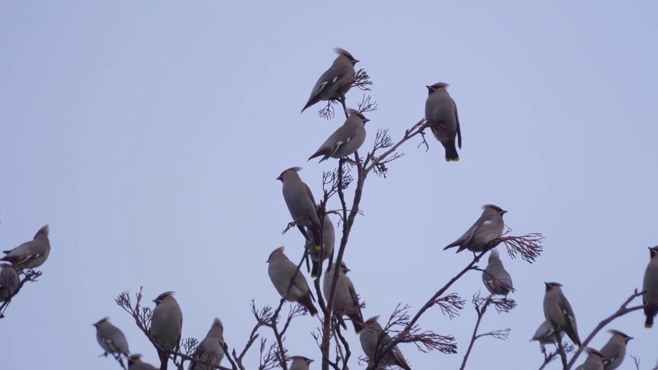 Pine Grosbeaks and Waxwings