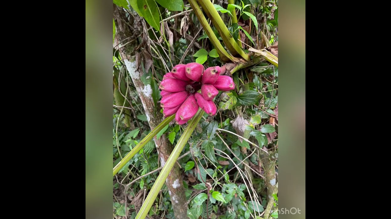Costa Rica jour#5 bogarin trail 🦥🐸🦜🦉