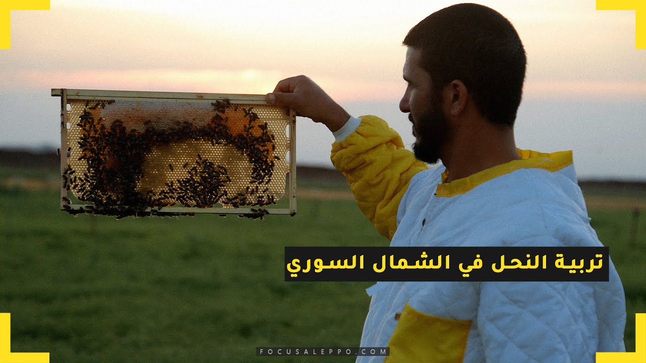 تربية النحل في الشمال السوري