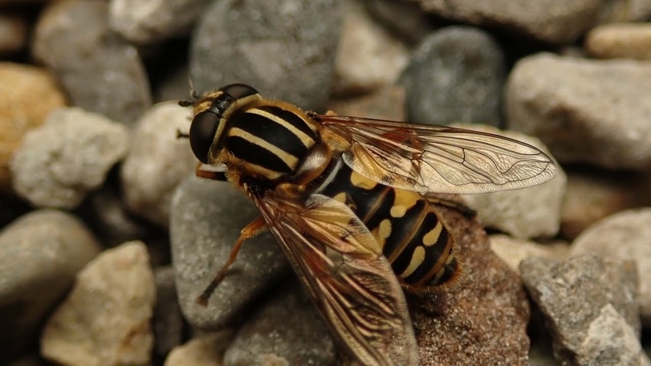 Sun Fly (Helophilus pendulus)