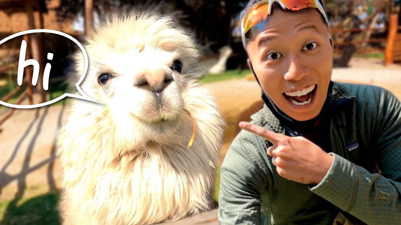 🦙 SO MANY LLAMAS | Sacred Valley Tour of Pisac & Ollantaytambo - Cusco, Peru 🇵🇪