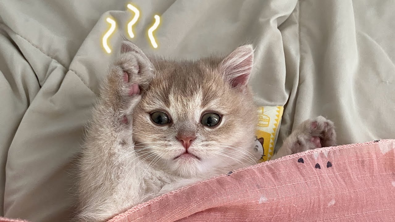 꼬순내 폴폴 우다다 일상