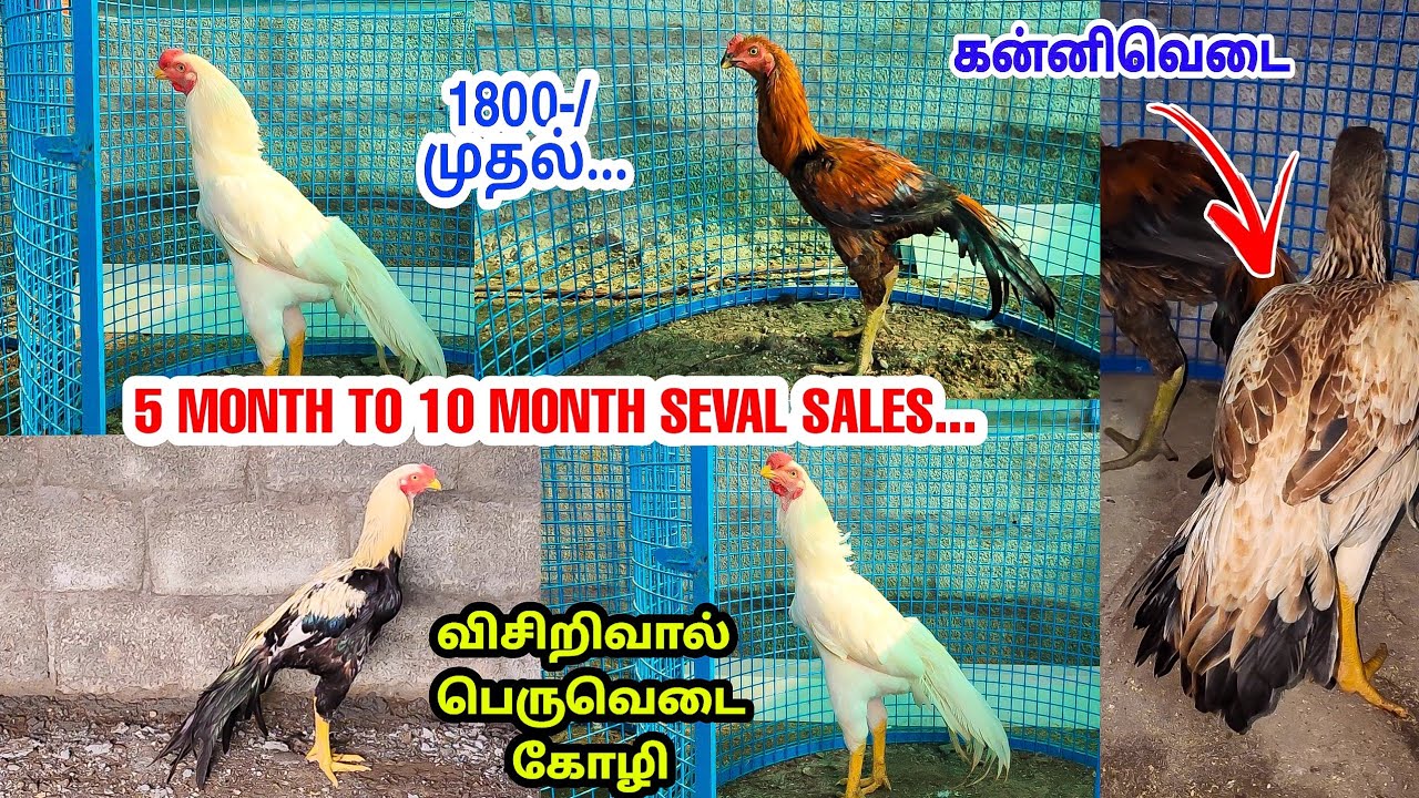 7 Month Patta Sales - 1800-/ முதல் | தரமான பெருவெடை சேவல் விற்பனைக்கு | Peruvedai | Assel | seval|