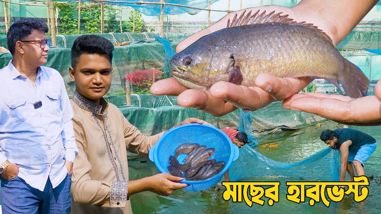তরুণ উদ্যোক্তা সামিউল ভাইয়ের বায়োফ্লক পদ্ধতিতে মাছের হারভেস্ট এর বিস্তারিত